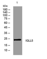 IGLL5 rabbit pAb