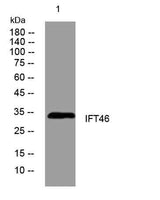IFT46 rabbit pAb