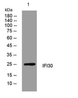 IFI30 rabbit pAb