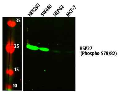 HSP27 (Phospho S78/82) rabbit pAb