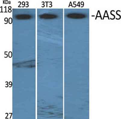 AASS rabbit pAb