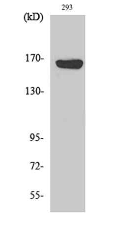 ABCC12 rabbit pAb