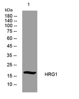 HRG1 rabbit pAb 50µL/100µL