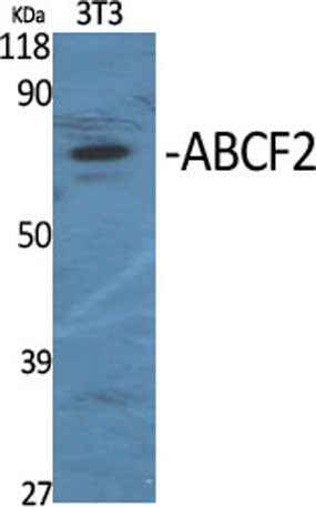 ABCF2 rabbit pAb