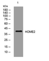 HOME2 rabbit pAb 50µL/100µL
