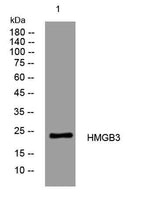 HMGB3 rabbit pAb