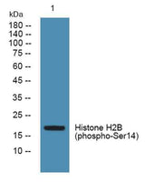 Histone H2B (phospho-Ser14) rabbit pAb