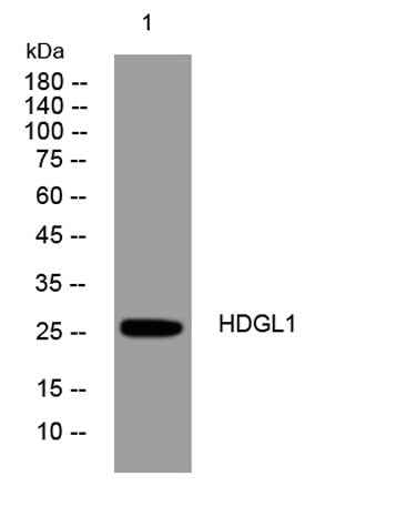 HDGL1 rabbit pAb