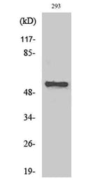 AChRα5 rabbit pAb