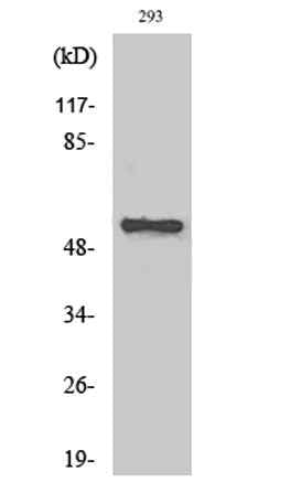 AChRα5 rabbit pAb
