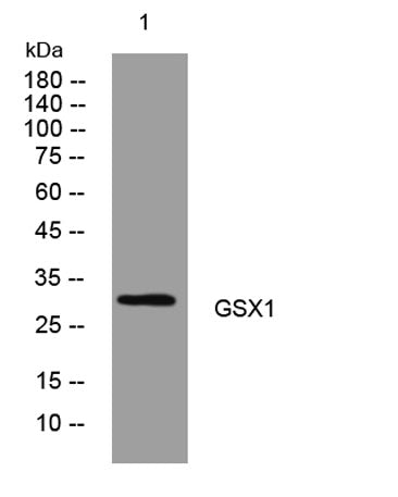 GSX1 rabbit pAb 50µL/100µL