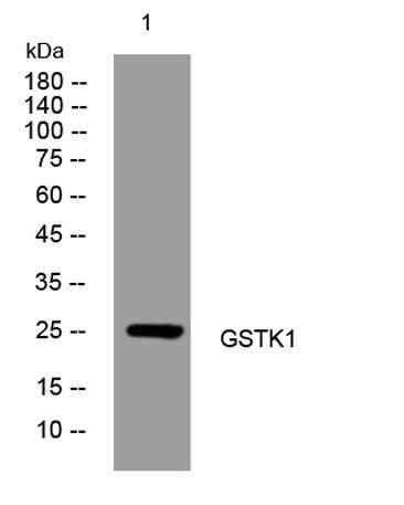 GSTK1 rabbit pAb