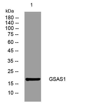 GSAS1 rabbit pAb