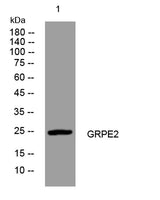 GRPE2 rabbit pAb 50µL/100µL