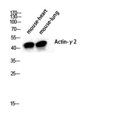 Actin α3 rabbit pAb