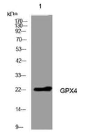 GPX4 rabbit pAb