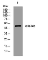 GPHRB rabbit pAb