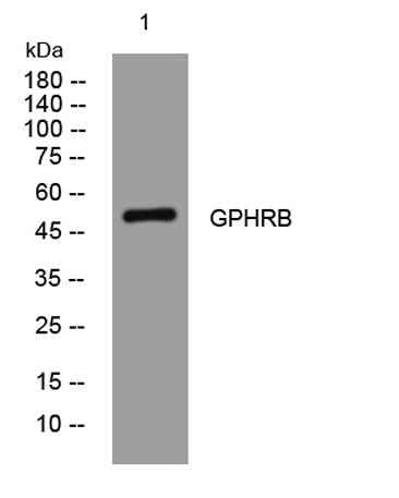 GPHRB rabbit pAb