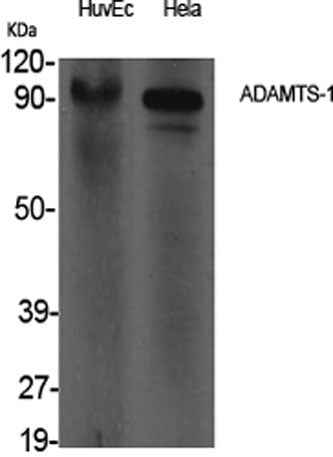 ADAMTS-1 rabbit pAb