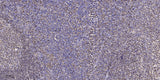 GNG7 Rabbit pAb 50µL/100µL