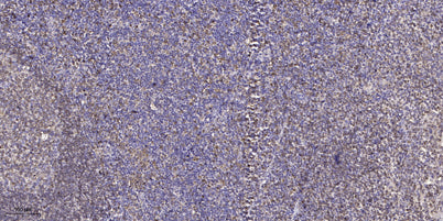 GNG7 Rabbit pAb 50µL/100µL