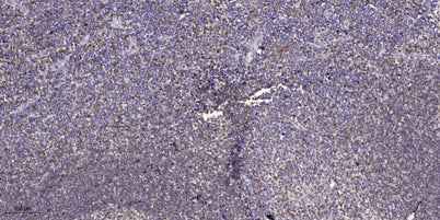 GNG2 Rabbit pAb
