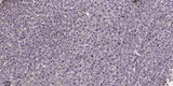 GNG12 Rabbit pAb