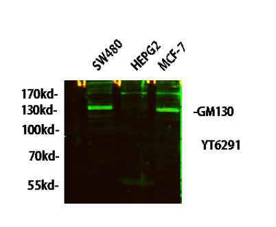 GM130 rabbit pAb