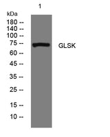 GLSK rabbit pAb 50µL/100µL