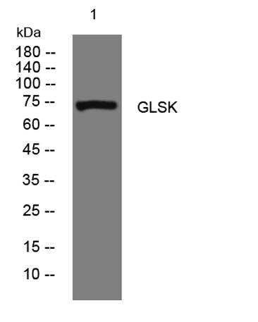 GLSK rabbit pAb 50µL/100µL