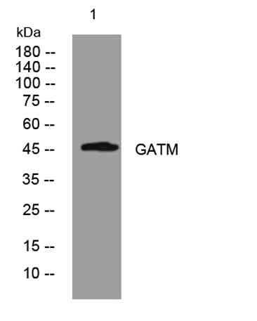 GATM rabbit pAb