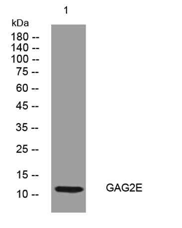 GAG2E rabbit pAb