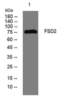 FSD2 rabbit pAb