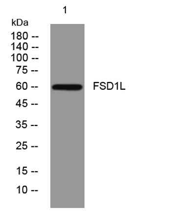 FSD1L rabbit pAb