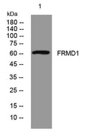 FRMD1 rabbit pAb