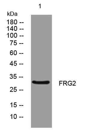 FRG2 rabbit pAb