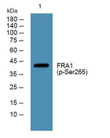 FRA1 (phospho-Ser265) rabbit pAb