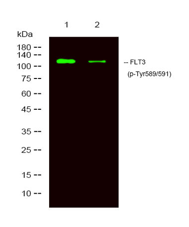 FLT3 (phospho-Tyr589/591) rabbit pAb 50µL/100µL