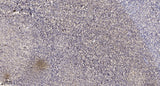 FKBP1B Rabbit pAb 50µL/100µL