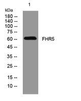 FHR5 rabbit pAb 50µL/100µL