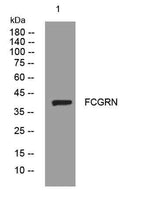 FCGRN rabbit pAb