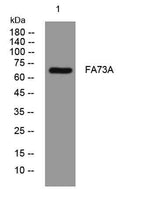 FA73A rabbit pAb
