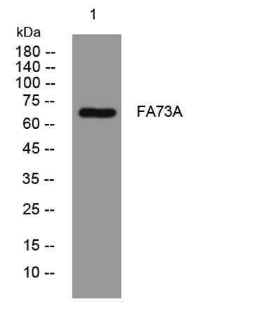 FA73A rabbit pAb