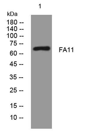 FA11 rabbit pAb