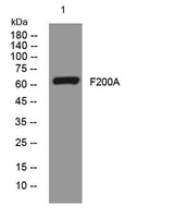 F200A rabbit pAb