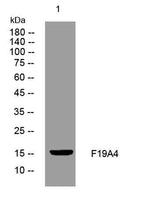 F19A4 rabbit pAb
