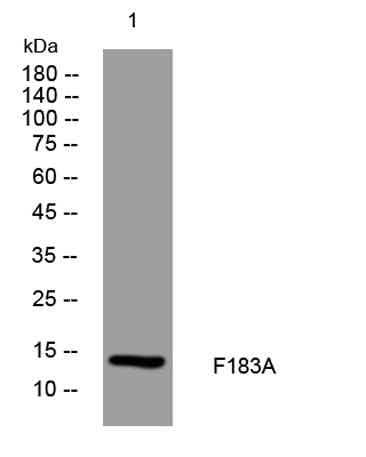 F183A rabbit pAb