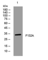 F132A rabbit pAb