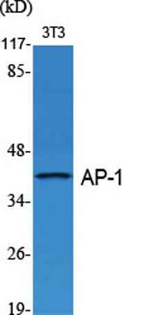 AP-1/Jun D rabbit pAb