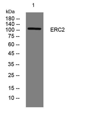 ERC2 rabbit pAb